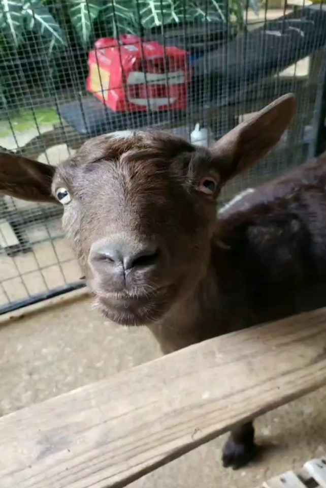 Large photo of my adorable goat