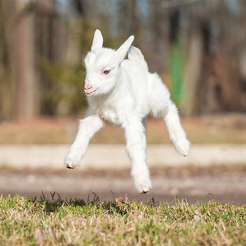 Medium photo of an adorable goat